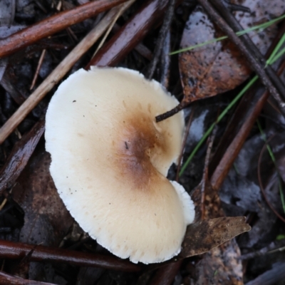 Omphalotus nidiformis at QPRC LGA - 7 May 2024 by LisaH