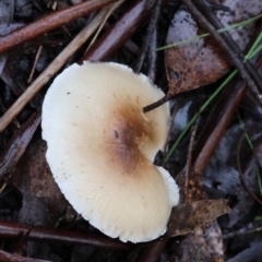 Unidentified Cap on a stem; gills below cap [mushrooms or mushroom-like] at QPRC LGA - 7 May 2024 by LisaH