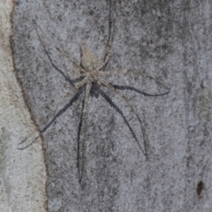 Tamopsis eucalypti (A two-tailed spider) at Hawker, ACT - 27 Mar 2024 by AlisonMilton