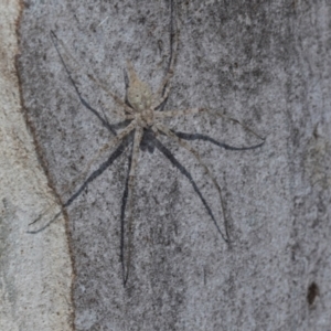 Tamopsis eucalypti (A two-tailed spider) at Hawker, ACT by AlisonMilton