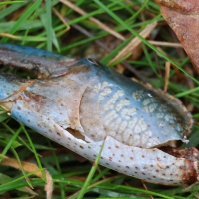 Cherax destructor (Common Yabby) at Mongarlowe River - 7 May 2024 by LisaH