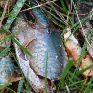 Cherax destructor at QPRC LGA - suppressed