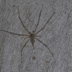 Tamopsis eucalypti (A two-tailed spider) at Hawker, ACT - 27 Mar 2024 by AlisonMilton