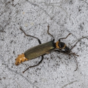 Chauliognathus lugubris at Hawker, ACT - 27 Mar 2024