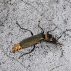 Chauliognathus lugubris (Plague Soldier Beetle) at Hawker, ACT - 26 Mar 2024 by AlisonMilton