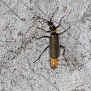 Chauliognathus lugubris at Hawker, ACT - 27 Mar 2024