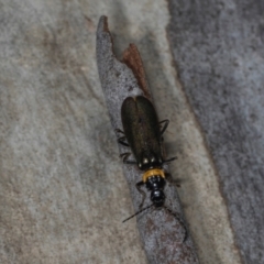 Chauliognathus lugubris at Hawker, ACT - 27 Mar 2024