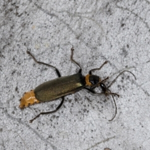 Chauliognathus lugubris at Hawker, ACT - 27 Mar 2024