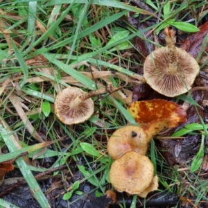 zz agaric (stem; gills not white/cream) at QPRC LGA - suppressed