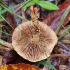 zz agaric (stem; gills not white/cream) at QPRC LGA - 7 May 2024