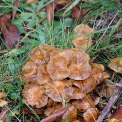 zz agaric (stem; gills not white/cream) at QPRC LGA - suppressed