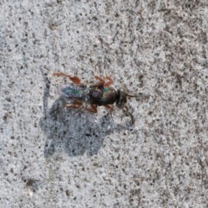 Unidentified Wasp (Hymenoptera, Apocrita) at suppressed by AlisonMilton