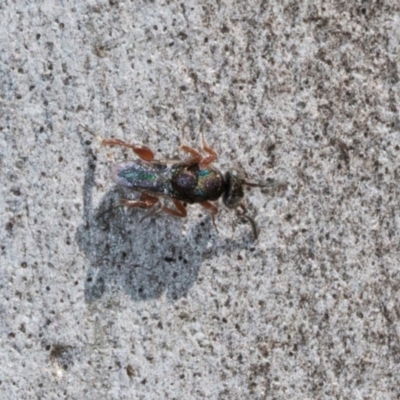 Unidentified Wasp (Hymenoptera, Apocrita) at Hawker, ACT - 27 Mar 2024 by AlisonMilton