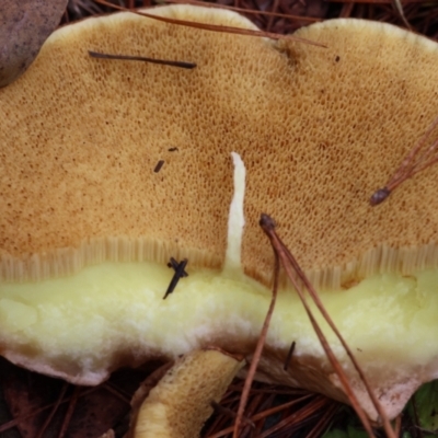 Suillus sp. (A bolete ) at Mongarlowe River - 7 May 2024 by LisaH