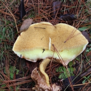 Suillus sp. at QPRC LGA - 7 May 2024