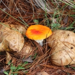 Suillus sp. at QPRC LGA - 7 May 2024