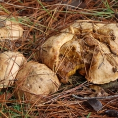 Suillus sp. at QPRC LGA - 7 May 2024