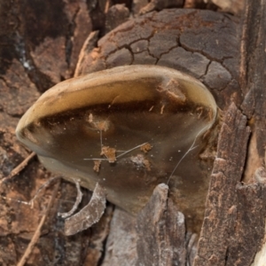 Phellinus sp. (non-resupinate) at Hawker, ACT - 27 Mar 2024