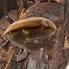 Phellinus sp. (non-resupinate) (A polypore) at Hawker, ACT - 27 Mar 2024 by AlisonMilton