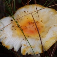 Amanita sp. (Amanita sp.) at QPRC LGA - 7 May 2024 by LisaH