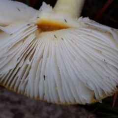 Amanita sp. at QPRC LGA - suppressed