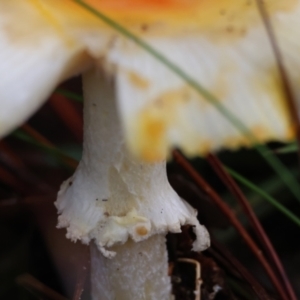 Amanita sp. at QPRC LGA - suppressed