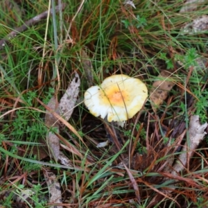 Amanita sp. at QPRC LGA - suppressed