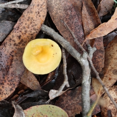 Unidentified Fungus at Mongarlowe, NSW - 7 May 2024 by LisaH
