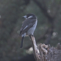 Cracticus torquatus (Grey Butcherbird) at Currowan, NSW - 6 May 2024 by UserCqoIFqhZ