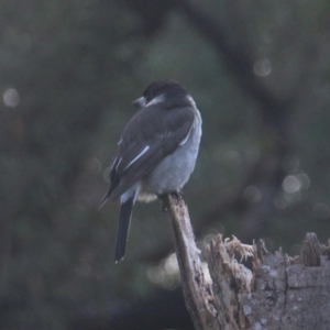 Cracticus torquatus at Currowan, NSW - 6 May 2024 04:04 PM