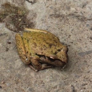 Litoria lesueuri (Lesueur's Tree-frog) at Currowan, NSW by UserCqoIFqhZ