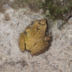 Litoria lesueuri at Currowan, NSW - 4 May 2024