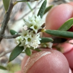 Monotoca scoparia (Broom Heath) at Aranda, ACT - 7 May 2024 by lbradley