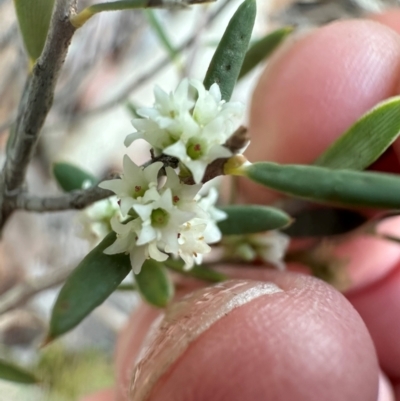 Monotoca scoparia (Broom Heath) at Aranda, ACT - 7 May 2024 by lbradley