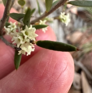 Monotoca scoparia at Aranda Bushland - 7 May 2024