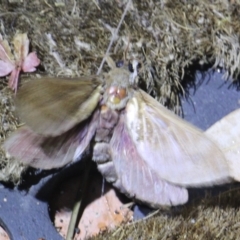 Oxycanus (genus) (Unidentified Oxycanus moths) at Currowan, NSW - 4 May 2024 by UserCqoIFqhZ
