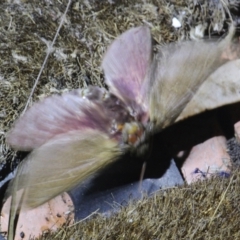 Oxycanus (genus) at Currowan, NSW - 4 May 2024