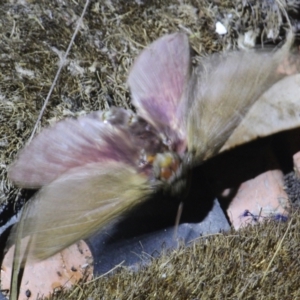 Oxycanus (genus) at Currowan, NSW - 4 May 2024