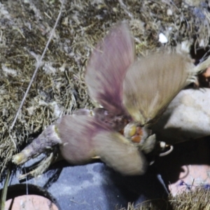 Oxycanus (genus) at Currowan, NSW - 4 May 2024