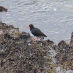 Haematopus fuliginosus (Sooty Oystercatcher) at Batehaven, NSW - 28 Apr 2024 by UserCqoIFqhZ