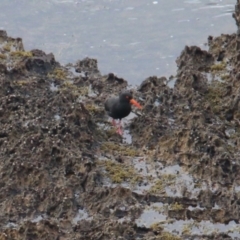 Haematopus fuliginosus at Batemans Marine Park - suppressed