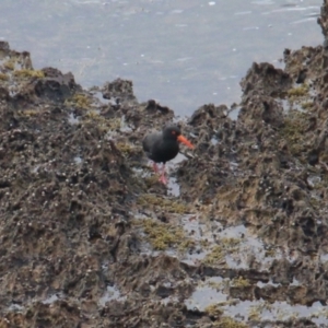 Haematopus fuliginosus at Batemans Marine Park - 28 Apr 2024