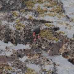 Haematopus fuliginosus at Batemans Marine Park - suppressed