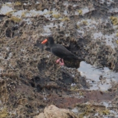 Haematopus fuliginosus at Batemans Marine Park - 28 Apr 2024