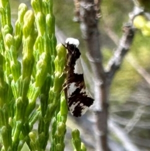 Monopis icterogastra (Wool Moth) at Ginninderry Conservation Corridor by Pirom