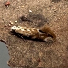 Gracillariidae (family) at Ainslie volcanic grassland - 7 May 2024 by Pirom