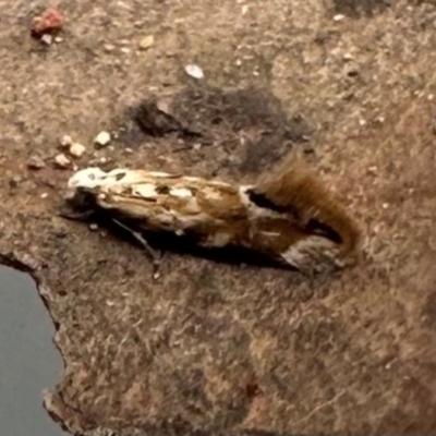 Unidentified Other moth at Campbell, ACT - 7 May 2024 by Pirom
