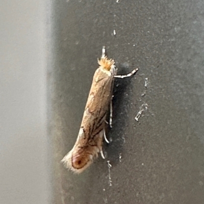 Phyllonorycter messaniella (Zeller's Midget, Gracillariidae) at Campbell, ACT - 7 May 2024 by Pirom