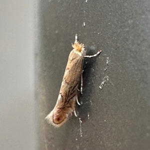 Phyllonorycter messaniella at suppressed by Pirom