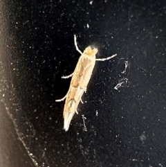 Phyllonorycter messaniella at Campbell, ACT - 7 May 2024 03:33 PM